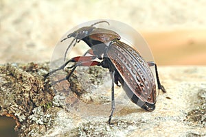 Beetle Carabus cancellatus