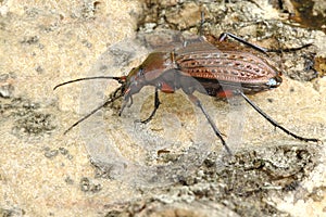 Beetle Carabus cancellatus