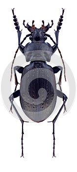 Beetle Carabus Carabus reitterianus