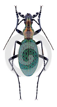 Beetle Carabus constricticollis constricticollis