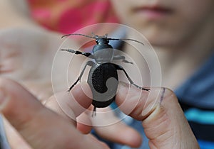 Beetle Carabus coriaceus in a boy's hand