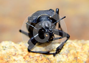 Beetle - Carabus coriaceus