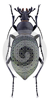 Beetle Carabus formosus rostandi & x28;female& x29;