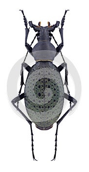 Beetle Carabus formosus rostandi & x28;male& x29;
