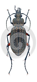 Beetle Carabus granulatus