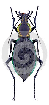 Beetle Carabus ignimetalla