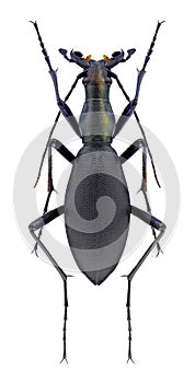 Beetle Carabus rugipennis