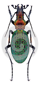 Beetle Carabus schrencki dongningensis