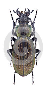 Beetle Carabus szekelyi female