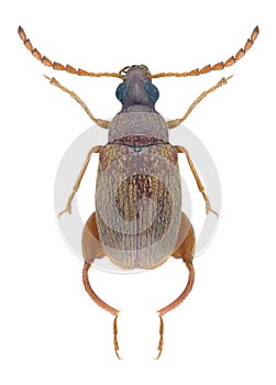 Beetle Caryedon serratus palaestinicus