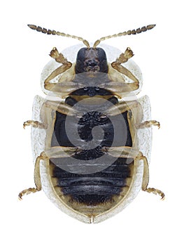 Beetle Cassida flaveola underside photo