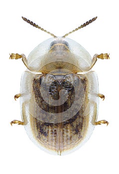 Beetle Cassida flaveola photo