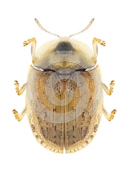 Beetle Cassida nebulosa