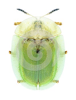 Beetle Cassida rubiginosa photo