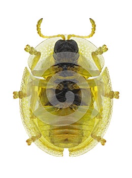 Beetle Cassida subreticulata