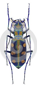 Beetle Cephalota aurulenta