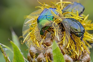 Beetle  Cetonia aurata, called the rose chafer or the green rose chafer.