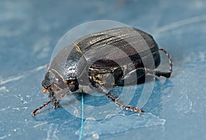 Beetle chafer 5