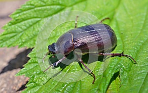 Beetle chafer 6