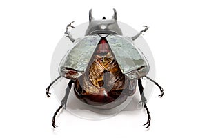 Beetle chalcosoma caucasus on white background