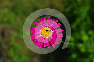 Beetle on a chamomile flower