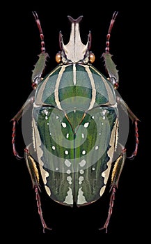 Beetle Chelorrhina polyphemus