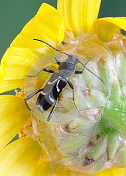 Beetle Chlorophorus sartor