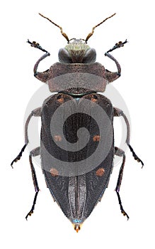 Beetle Chrysobothris affinis