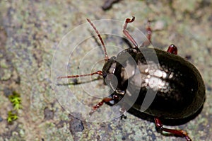 Beetle Chrysolina bankii.