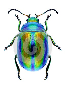 Beetle Chrysolina fastuosa