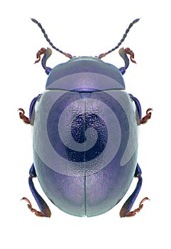 Beetle Chrysolina sturmi