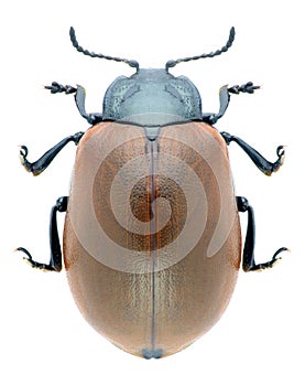 Beetle Chrysomela populi