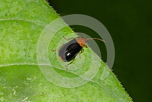Beetle from Chrysomelidae family