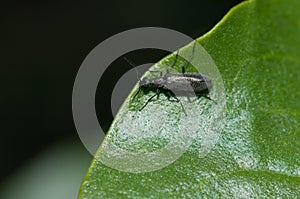 Beetle Chrysomelidae on a leaf in the Integral Natural Reserve of Inagua.