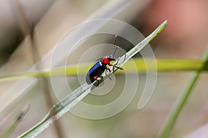 Beetle climbs on a blade of grass