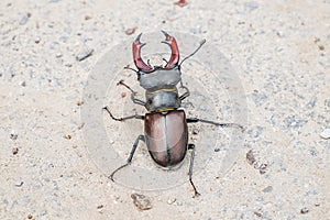Beetle