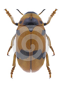 Beetle Clytra atraphaxidis