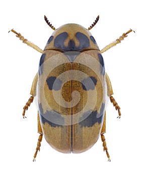 Beetle Clytra atraphaxidis