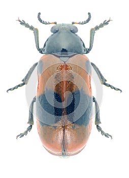 Beetle Clytra laeviuscula