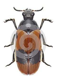 Beetle Clytra laeviuscula