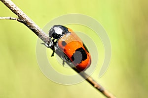 Beetle Clytra laeviuscula, red with black spots.