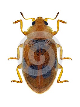 Beetle Coccidula scutellata
