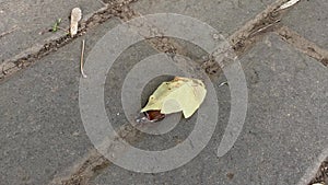 Beetle Cockchafer is crawling out from under the yellow leaf and going away on paving slabs. Sudden appearance of Maybug