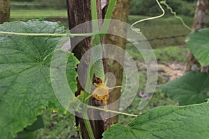 beetle (Coleopetra) eating young cucumber (Cucumis sativus L)