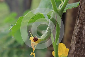 beetle (Coleopetra) eating a young cucumber (Cucumis sativus L)