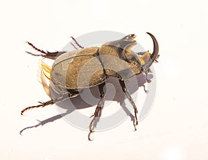Beetle coleoptera male