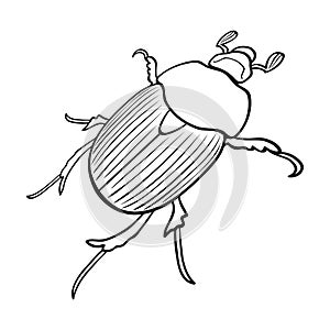 Beetle is a coleopterous insect.Arthropods insect, beetle single icon in outline style vector symbol stock isometric