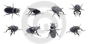 Beetle collage photo