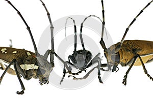 beetle conference