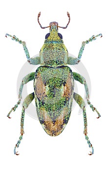 Beetle Coniatus tamarisci